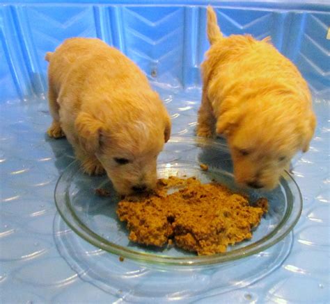 At this stage don't worry about overfeeding. Growing Puppies - Virginia Schnoodle Breeder ...