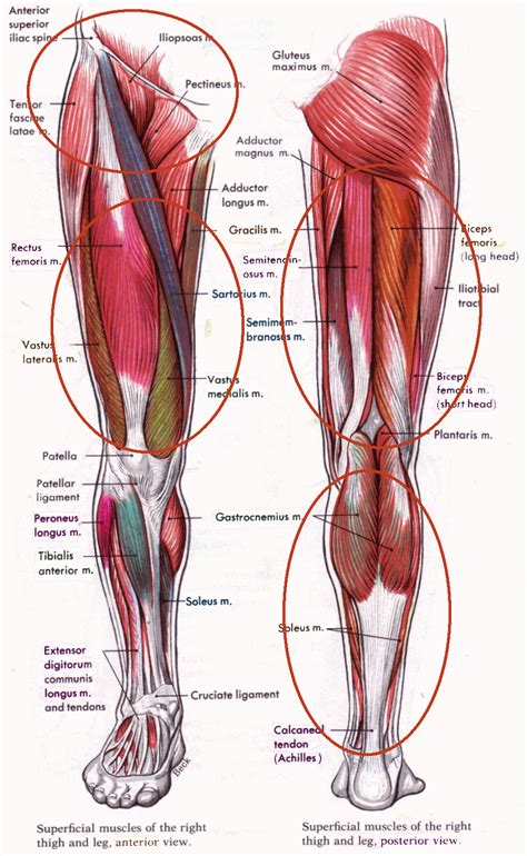 Muscles In Hip Cea Com Human Body Anatomy