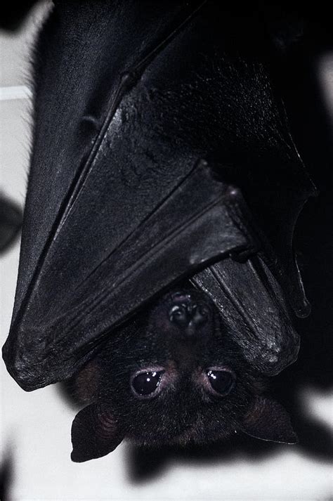 Bat Hanging Upside Down Looking Photograph By Vintage Images Pixels