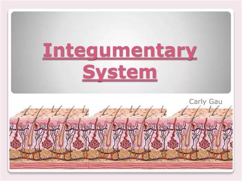 Ppt Integumentary System Powerpoint Presentation Free Download Id