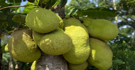 कटहल का पेड़ Jackfruit Tree In Hindi Garden Fanda