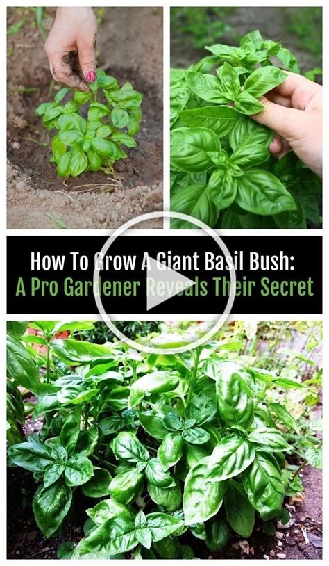 Theres A Clever Little Trick To Growing An Abundant Supply Of Basil