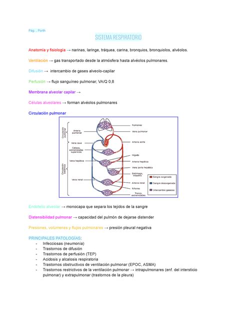 2do Parcial Fisiopato apuntes SISTEMA RESPIRATORIO Anatomía y