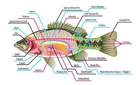 This diagram misses out the carbon atoms in the ring for clarity. Do All Fish Have Backbones? Learn Facts About Fish Bones