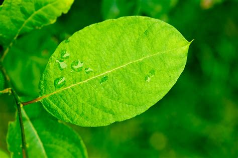 Shallow Focus Photography Green Leaf Hd Wallpaper Wallpaper Flare