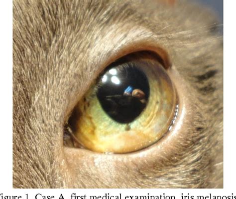 Seven cats with unilateral iris hyperpigmentation were included in this retrospective study. Figure 1 from Iris melanoma in cats. | Semantic Scholar