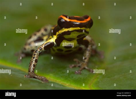 Poison Dart Frog Dendrobates Duellmani Amazonian Rainforest Yavari