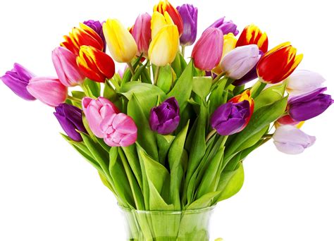 Wallpaper Tulips Flowers Bouquet Bright Vase White Background