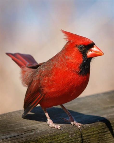 Male Cardinal Pet Birds Animals Beautiful Bird Pictures