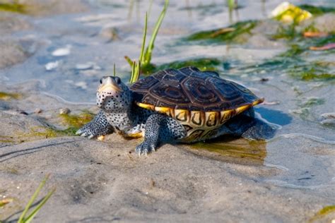 Pet Turtle Species That Stay Small With Pictures Pet Keen