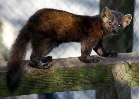 Tlds Photographic Guide To Small Carnivores Zoochat