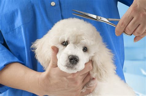 How to trim a toy poodle's head. Poodle Grooming - A Complete Guide To How To Groom A Poodle