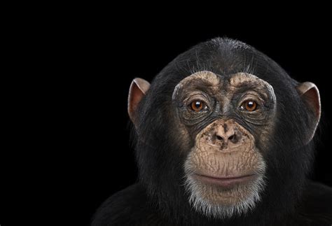 I Create Studio Portraits Of Exotic Animals Looking Directly Into The