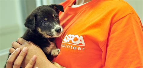 23 Volunteer At A Animal Shelter Tips Temal