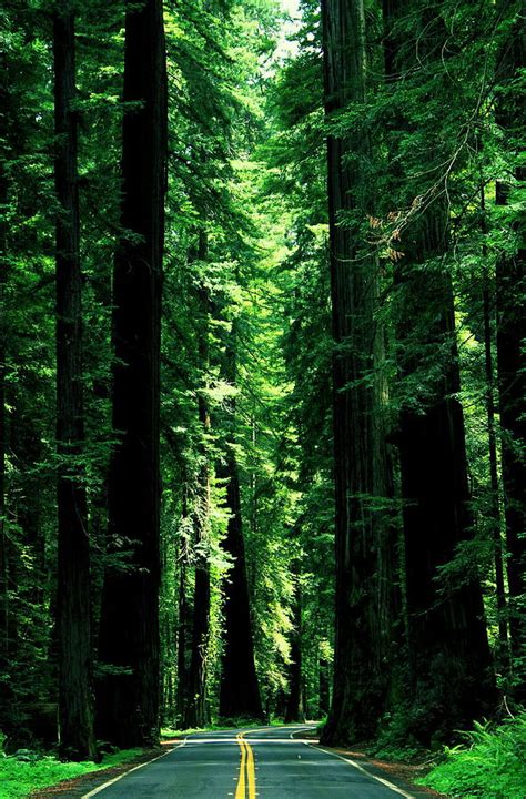 Avenue Of The Giants Photograph By Benjamin Yeager Pixels