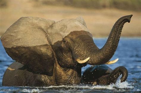 Mom Baby Animal Antics Save The Elephants African Elephant
