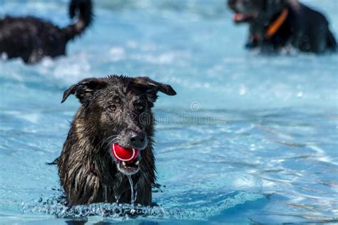 Dogs Playing In Swimming Pool Stock Image Image Of Dogs Eager 100223537