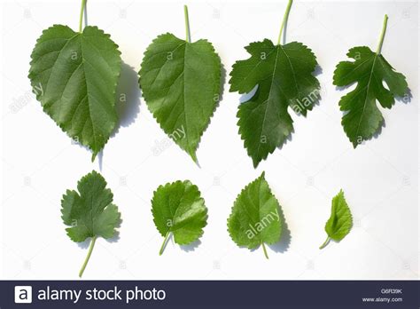 Mulberry and apple tree leaves. White Mulberry Tree, leaves, Bulgaria / (Morus alba Stock ...