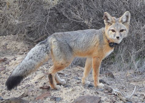 Kit Fox Research Underway In Southeast Oregon