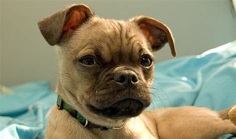 The one parent could be 3/4 chi 1/4 pug and so on and so forth. Chug Dog, a Pug and Chihuahua Mixed Breed - SpockTheDog.com