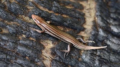 What Types Of Lizards In Louisiana 14 Species With Photos