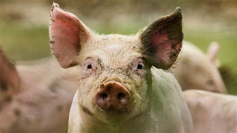 Pigs Eat Humans Far More Often Than People Would Expect Rwtf