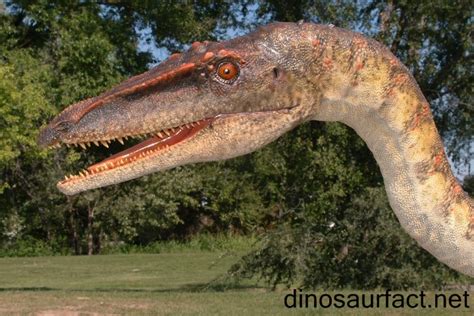 Coelophysis Dinosaur