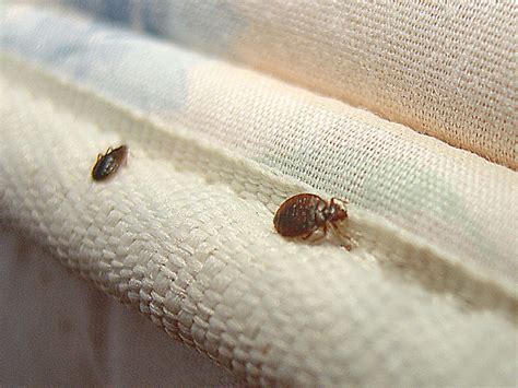 Signs Of Bed Bug Infestation Natpe Market The New Tradition Is Good