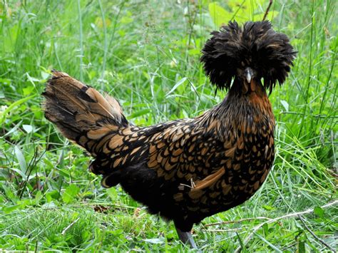 Breed Spotlight The Polish Chicken Meyer Hatchery Blog