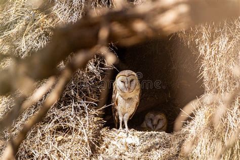 Juvenile Barn Owls At The Entrance Of Their Nest In A Tree In The