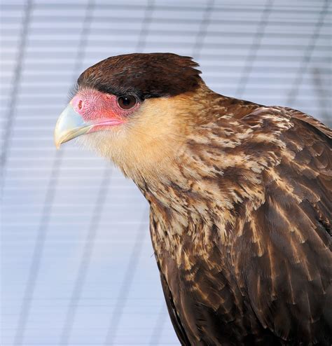 Free Images Nature Bird Wing Beak Feather Fauna Raptor Plumage
