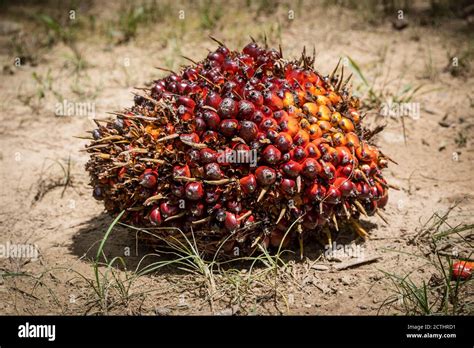 Fresh Fruit Bunches Ffb In A Palm Oil Plantation After Cutting The