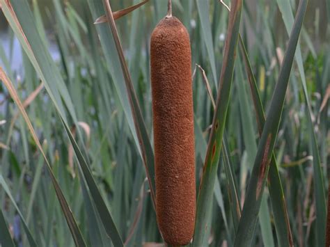 Cattail plant (corndog) typha | Corn dogs, Plants, Wedding