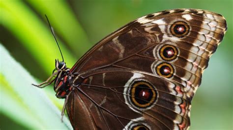 It is slightly larger then the ordinary wall brown (lasiommata megera) and too me, is a richer colour of browny orange as well as having different. Blue Morpho Butterfly Free Stock Photo - Public Domain ...