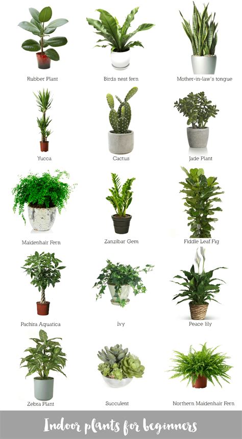 Indoor Plants For Beginners