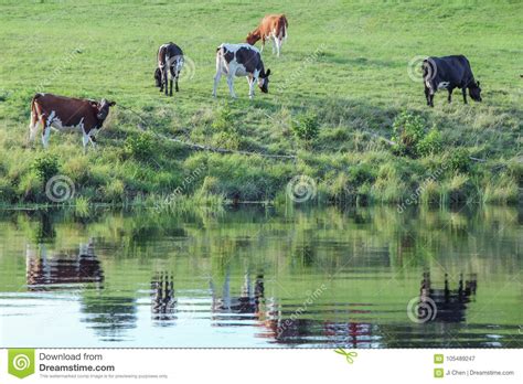 Reflection In River Of Cows On Grassland Stock Image Image Of Farm