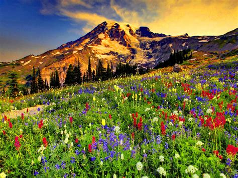 Flowers In The Mountains Wallpapers High Quality Download Free
