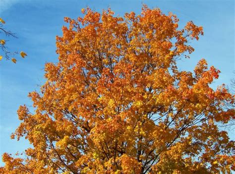 3 Different Types of Maple Trees in Maine - ProGardenTips