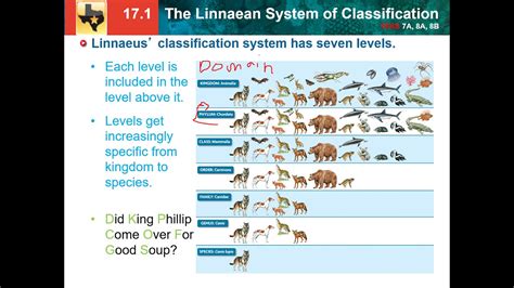 171 Linnaean System Of Classification Youtube