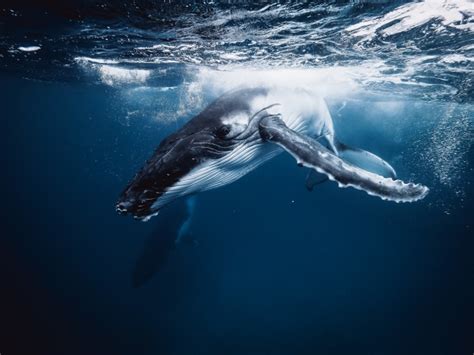 the deep dive a beginner s guide to underwater whale photography australian photography
