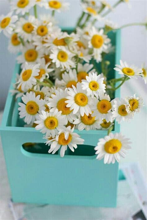 daisies ღ Little Flowers My Flower Flower Garden Flower Girl Happy