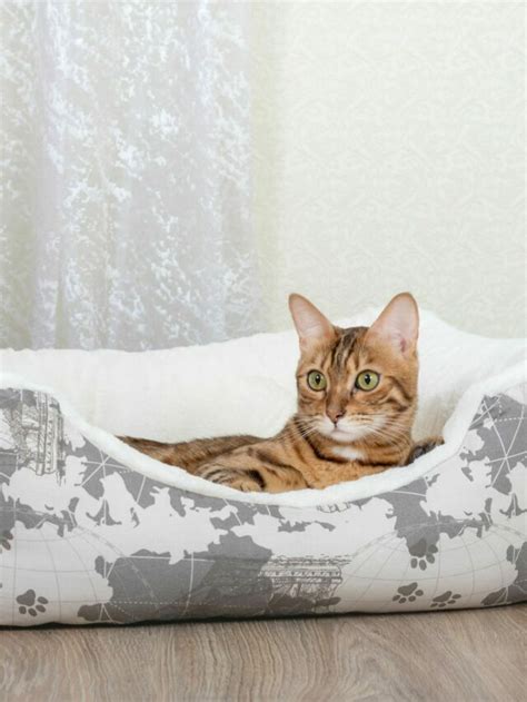 Diy Cat Bed Ideas