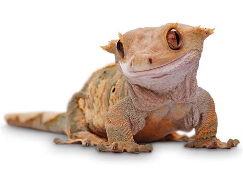 Top 10 Cutest Pet Reptiles 2024 Guide Webstame