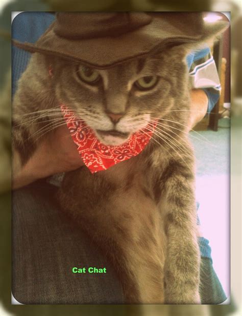 9 likes · 1 talking about this. Cat Chat With Caren And Cody: PetSmart Halloween Costumes ...