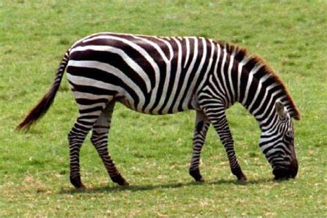 Also where do zebras live has a direct connection with their ages as well. How Long Do Zebras Live? Average Lifespan of Zebras