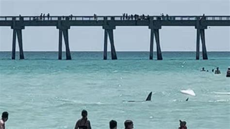 Shark Surprises Swimmers In Florida Attacks Reported At Long Island