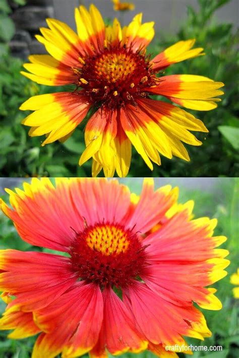 Minimal equipment is needed and all you need to do is provide the basic requirements for germination; 13 Easy To Grow Perennial Flowers From Seed