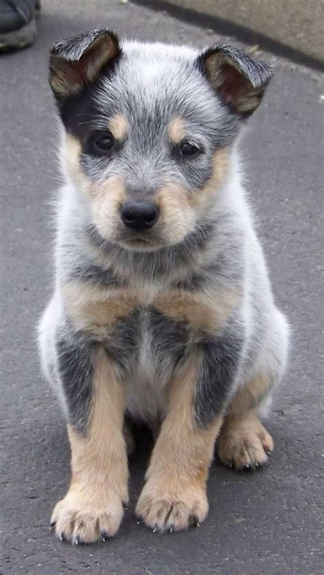Blue Heeler Puppy Puppy Love Pinterest Dog Breeds