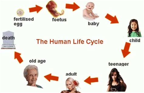 Human Life Cycle Vocabulary In English Eslbuzz Learning English