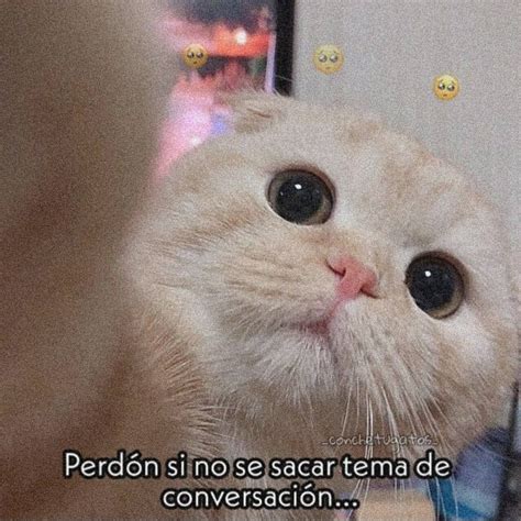 8260 Me Gusta 196 Comentarios Memes De Gatos Gatoschile En